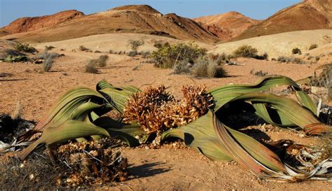 Welwitschia Plant (Welwitschia Mirabilis) Stock Photography - Image ...