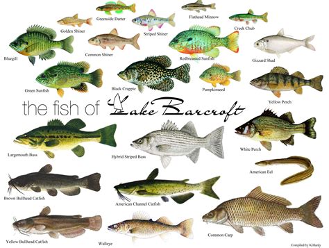 Types Of Fish In Lakes