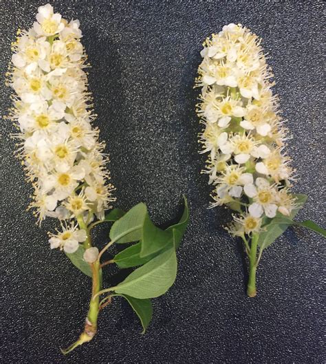 identification - Bee-attracting tall shrub with cones of tiny cream-white flowers in Colorado ...