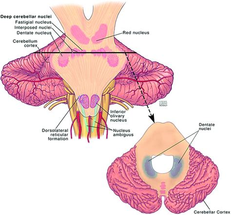 Dentate Update: Imaging Features of Entities That Affect the Dentate ...