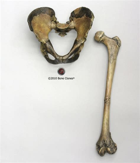 Homo ergaster pelvis and femur KNM-WT 15000 - Bone Clones, Inc ...