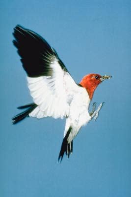 Red-Headed Woodpecker's Nesting Habits | Sciencing