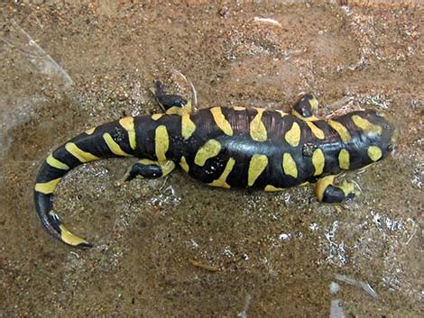 Wildlife Around Las Vegas, Barred Tiger Salamander (Ambystoma mavortium)