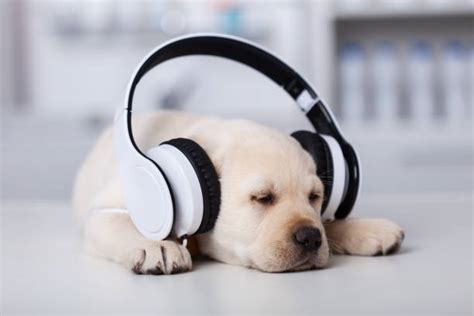 Dog With Headphones Stock Photos, Pictures & Royalty-Free Images - iStock