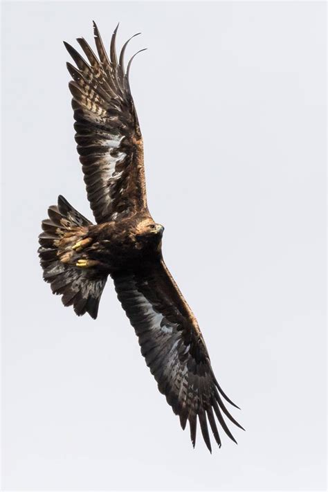 Golden Eagle in flight above, Scotland | Eagle in flight, Golden eagle, Scottish animals