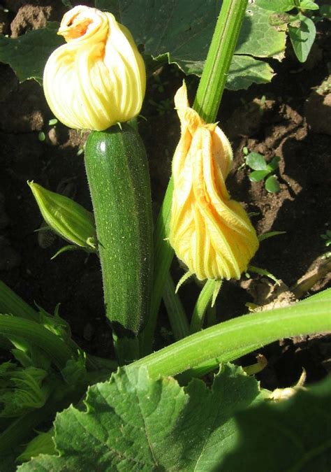 Cooking squash blossoms: A guide to frying, stuffing and eating yummy flowers - silive.com