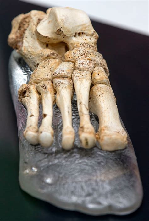 Spain: Half a million years old fossil foot of a Homo heidelbergensis was reconstructed from ...