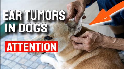 🐶EAR TUMORS IN DOGS - Symptoms, Causes, and What to Do - YouTube