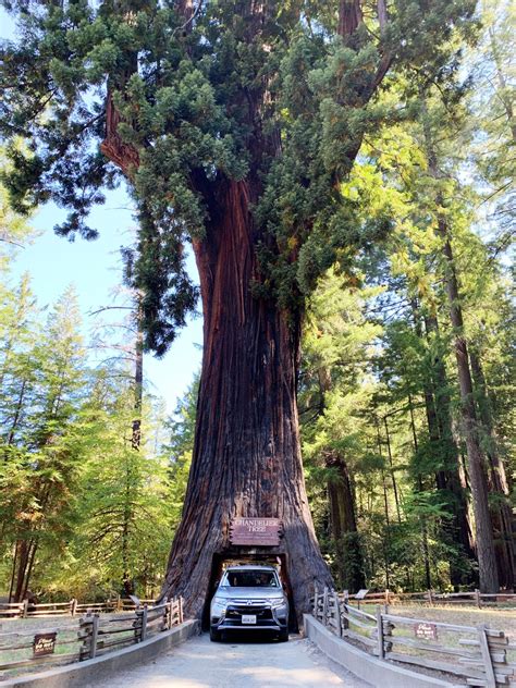 15 Best Places to See Redwoods Near San Francisco (plus Sequoias!)