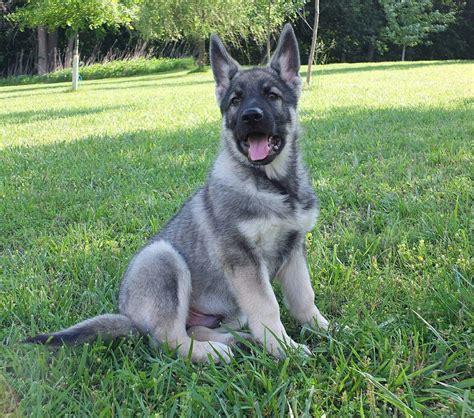 Silver Sable German Shepherd Puppy | Sable german shepherd puppies, German shepherd puppies ...