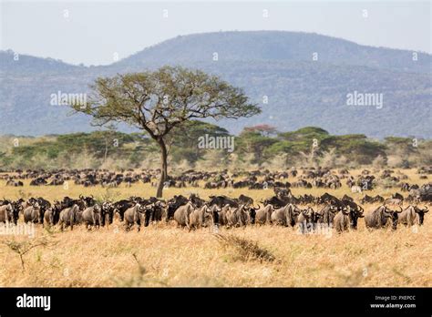 Wildebeest migration serengeti hi-res stock photography and images - Alamy