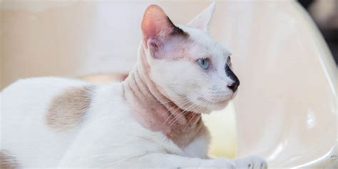 Marbofloxacin for Cats: Overview, Dosage & Side Effects - Cats.com