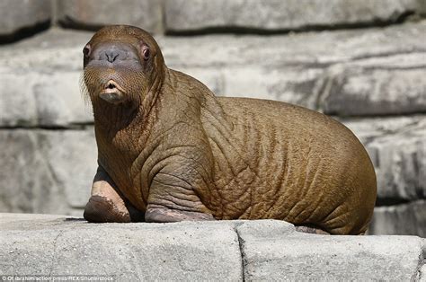 Seven-week-old walrus calf makes his first public appearance at a German zoo | Daily Mail Online