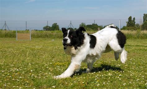 What Is a Piebald Dog and What Do They Look Like?