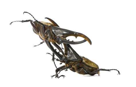 Hercules Beetle - Facts and Beyond | Biology Dictionary