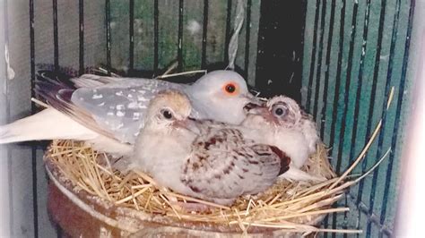 Diamond Dove For Sale | Diamond Dove Breeding Progress - YouTube