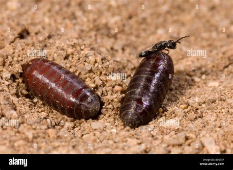 Tiny wasp emerging from house fly pupa Stock Photo: 20302871 - Alamy