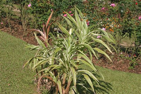 Turning Corn into an Ornamental - Laidback Gardener