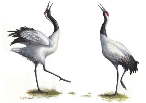 Dancing Red-crowned Cranes – Emily Willoughby Art