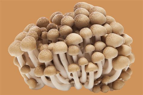 Types Of Mushrooms For Cooking With Pictures - PictureMeta