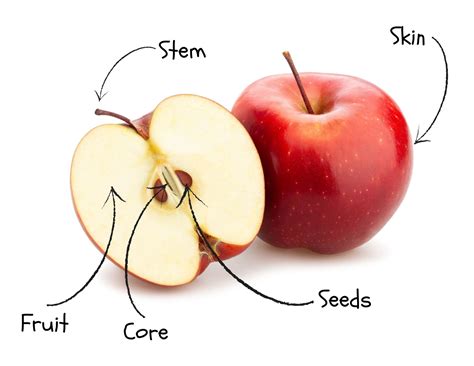 Apple Anatomy — STEMSpark LLC