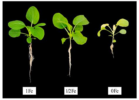 Iron Deficiency In Plants