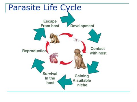 PPT - Parasites PEER Program College of Veterinary Medicine and ...