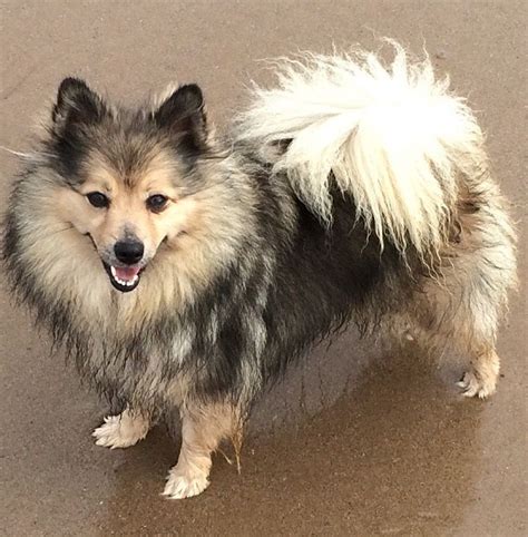 German Spitz Mittel Info, Temperament, Puppies, Pictures