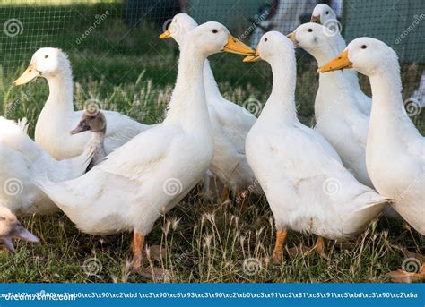 Domestic Duck. Many Ducks on the Farm Stock Photo - Image of drake ...