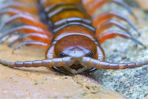 _Z2A8250 giant centipede | Centipede, Giants, Arthropods