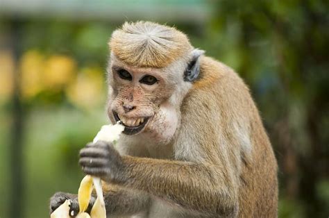 Viral Video Bagikan Buah untuk Monyet Liar, 'Pengantar Makanan' Ini Dibayar dengan Senyum Lebar ...