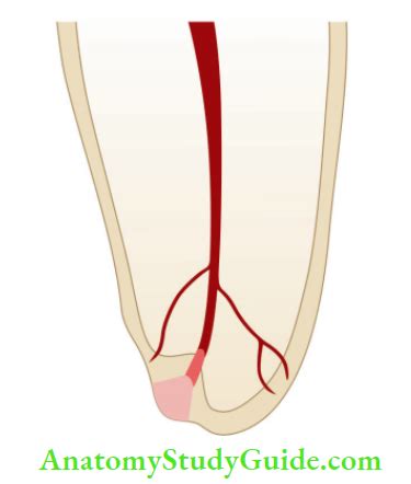 Human Internal Pulp Anatomy - Anatomy Study Guide