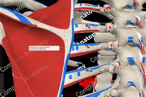 Insertion of Iliocostalis Lumborum Muscle | Complete Anatomy