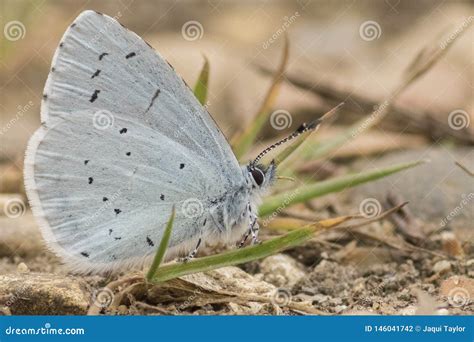 A holly blue butterfly stock photo. Image of insect - 146041742