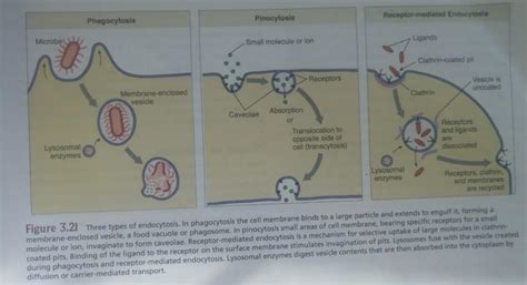 What is endocytosis in a cell? examples, types, and steps - Jotscroll