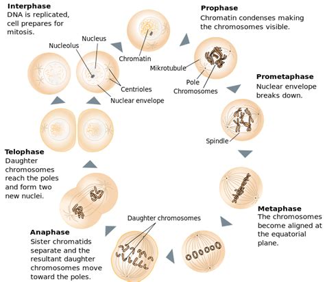 What are the Stages of Mitosis | Prophase, Metaphase, Anaphase, Telophase