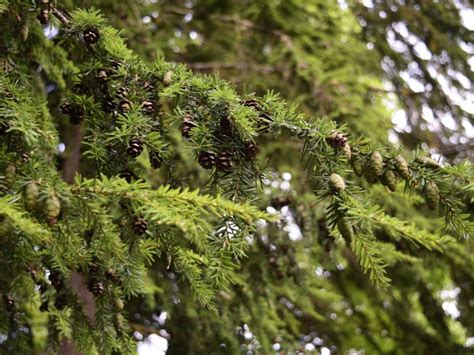 Hemlock Pruning: Tips For Trimming Hemlock Trees