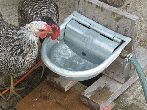 Save Your Back and Your Money: Make an Automatic Waterer for Your Free ...