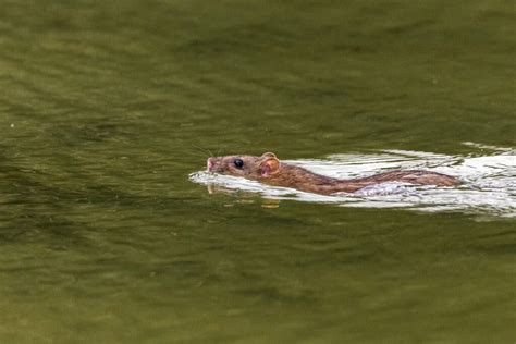 How Long Can Rats Hold Their Breath? - A-Z Animals