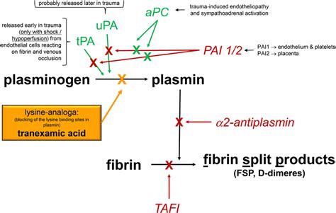 Tranexamic Acid Mechanism of Action - LeroyewaDouglas