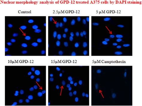 Nuclear morphology analysis of A375 cell line treated with different ...