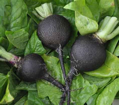 Black Spanish Radish – Smart Seeds Emporium