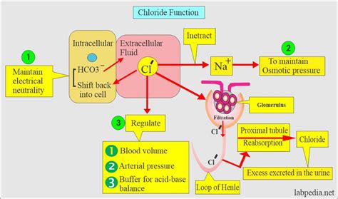 Chloride (Blood Chloride Cl¯ ) and Cystic Fibrosis - Labpedia.net