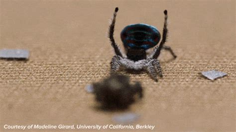 Spider Dancing GIF by Science Friday - Find & Share on GIPHY