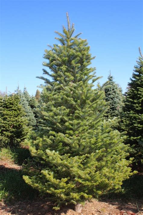 Frasier Fir Christmas Tree - Online Christmas Trees for Sale