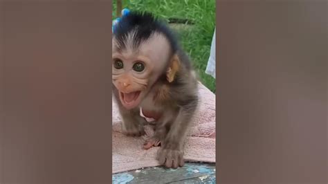 Baby monkey crying for her mother 🥺😭😞 #youtubeshorts #shorts #viralshorts #monkey #ytshorts # ...