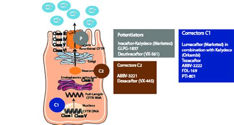 Different CFTR modulators and their targets. Abnormal CFTR protein... | Download Scientific Diagram