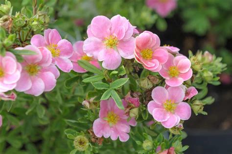 Buy Pink Potentilla | Potentilla Fruticosa Pink Queen Hedging Plants