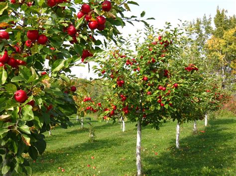 Are All Types Of Apple Trees Suitable For UK Climate? | My Decorative
