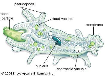 amoeba - Kids | Britannica Kids | Homework Help